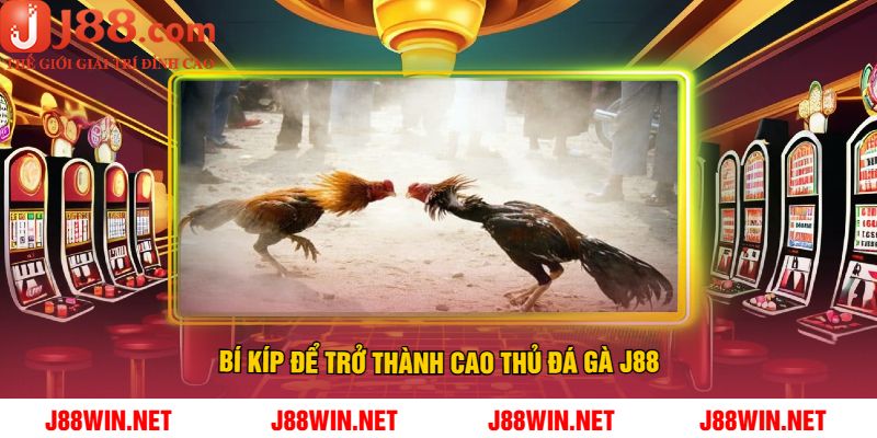 Bí Kíp Để Trở Thành Cao Thủ Đá Gà J88