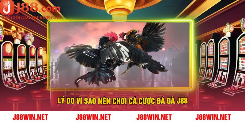 Lý Do Vì Sao Nên Chơi Cá Cược Đá Gà J88